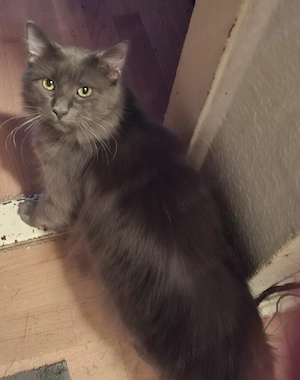 Liebevoller Maine Coone Kater