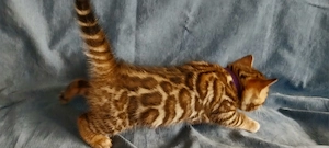 Bengal Kitten mit wunderschönen Rosetten Bild 4