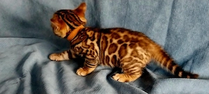 Bengal Kitten mit wunderschönen Rosetten Bild 2