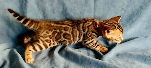 Bengal Kitten mit wunderschönen Rosetten Bild 3