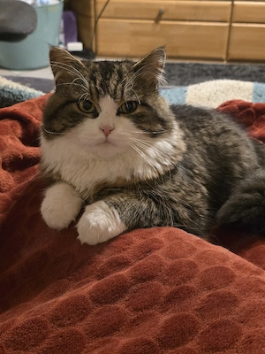 Katzen-Adoption   9 Monate alter Kater sucht ein liebevolles Zuhause   