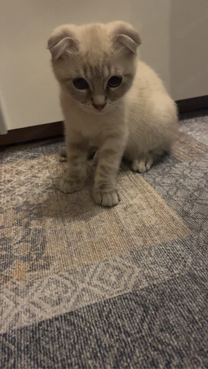 verspielte und zutrauliche Katze 3 Monate alt