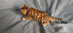 Bengal Kitten mit wunderschönen Rosetten Bild 5