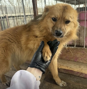 Lion der kleine Minilöwe, hat ein Herz aus Gold   bei Fürstenfeldbruck
