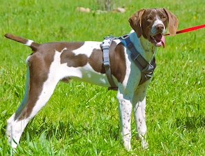 Scout   bereit für Abenteuer