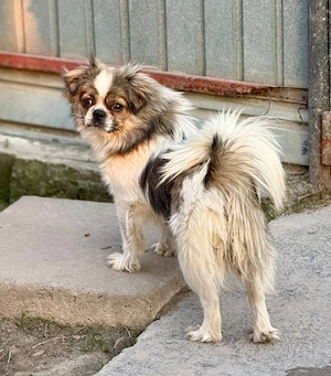 Clee - kleiner Hund mit großem Herz sucht ein Zuhause 