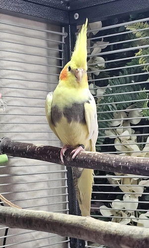 Schöne junge Standard Nymphensittich Henne abzugeben