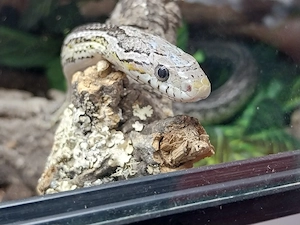 Baby Kornnattern kommen bald  Anfänger freundlich