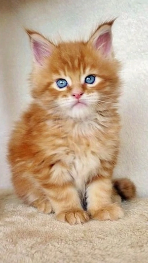 Verspielte Maine-Coon-Kätzchen