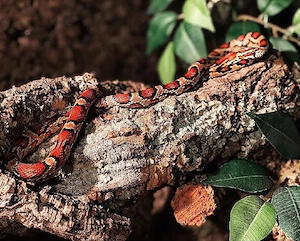 Zu VERSCHENKEN: 1.1 Pantherophis guttatus, Konrnattern