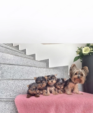 Yorkshire Terrier welpen   Chip