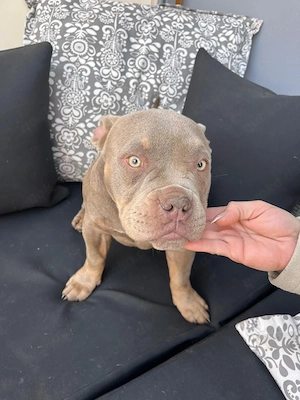 American Bully Micro mit Stammbau- Hündin Lilac