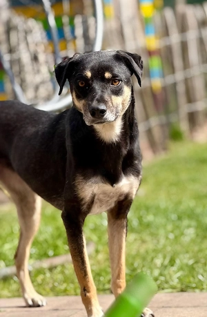 Elke - eine ruhige Hündin 