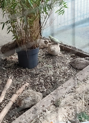 celadon Wachteln gesucht 