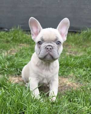 Französische Bulldogge Welpe Mädchen mit Ahnentafel 