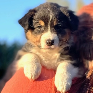 Wesensfeste Australian Shephardt Welpen (ASCA Papiere) suchen 5**** zu Hause - Reine Showlinien