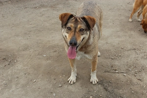 Hündin Bernstein stellt sich vor