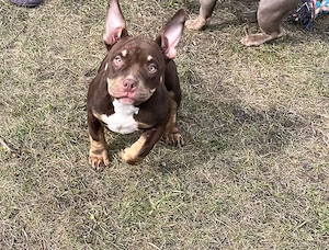 American Bully Micro mit Stammbau- Hündin Trichoco
