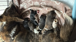 Wurfankündigung Corgi Cardigan Welpen