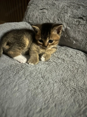 Reinrassige BKH baby Kitten.