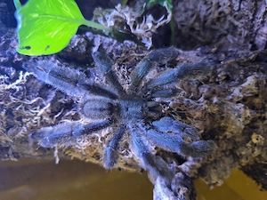 Vogelspinne, Psalmopoeus irminia 1.0