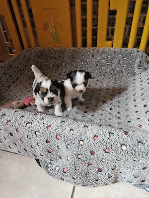 Reinrassige Biewer Yorkshiere Terrier Welpen