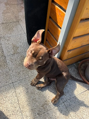American Bully Micro mit Stammbau - Hund Farbe Trichoco Bild 4