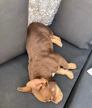 American Bully Micro mit Stammbau - Hund Farbe Trichoco Bild 2