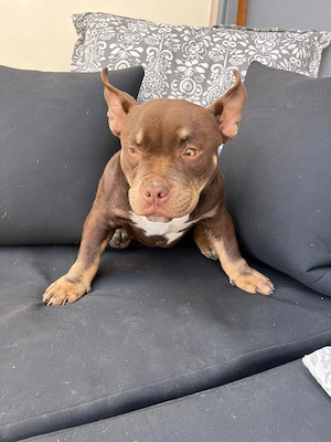 American Bully Micro mit Stammbau - Hund Farbe Trichoco