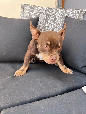 American Bully Micro mit Stammbau - Hund Farbe Trichoco Bild 3