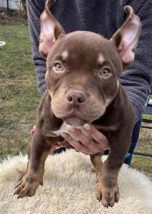 American Bully Micro mit Stammbau - Hund Farbe Trichoco Bild 5