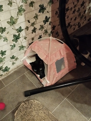 Katzen Damen suchen Zuhause