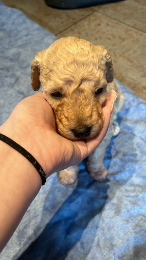 Goldendoodle Welpen 