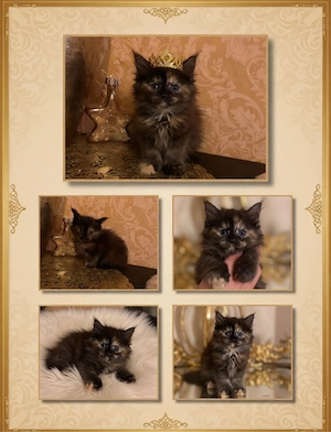 2 Maine Coon Mädels zu vermitteln   Bild 3