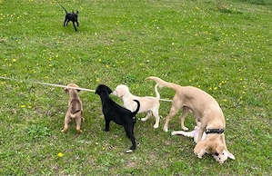 Labrador Mischlingswelpen