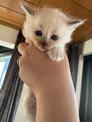 Heilige Birma kitten Kater  Bild 4