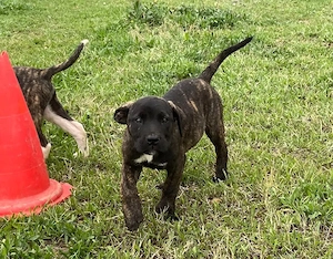 Reinrassige Presa Canario welpen mit Ahnentafel 
