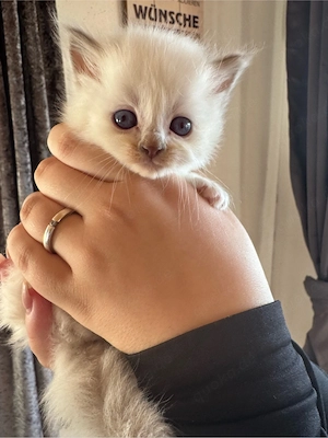 Heilige Birma kitten Kater  Bild 2
