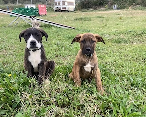 *Presa Canario Welpen vom Familien Hobbyzücht mit Ahnentafel*