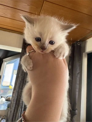 Heilige Birma kitten Kater  Bild 3