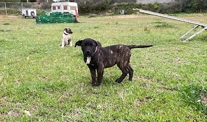 Reinrassige Presa Canario Welpen vom Familien Hobbyzücht mit Stammbaum 