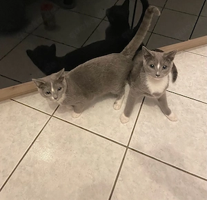 zwei russisch blau mix