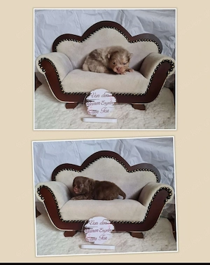 Pomeranian Zwergspitz mit Ahnentafel