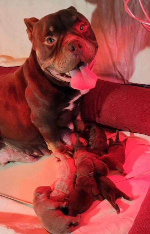 American Bully Micro mit Stammbau - Hund Farbe Trichoco Bild 6