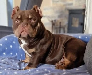 American Bully Micro mit Stammbau - Hund Farbe Trichoco Bild 8