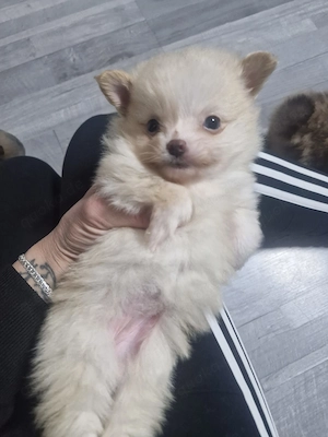 Zwergspitz pomeranian weibchen