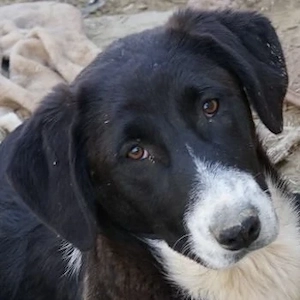 Pinot Noir, geb. ca. 08 2025, lebt in GRIECHENLAND, auf einer privaten Pflegestelle