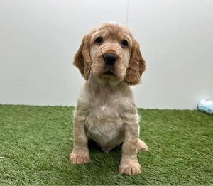 Schöne Cocker Spaniel Welpen 