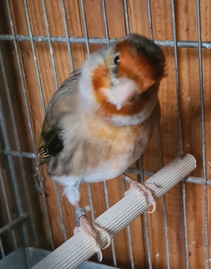 Stieglitz Mischling Hahn 