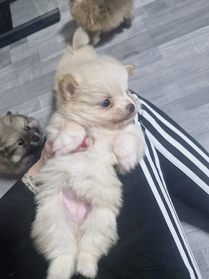 Zwergspitz pomeranian weibchen Bild 2